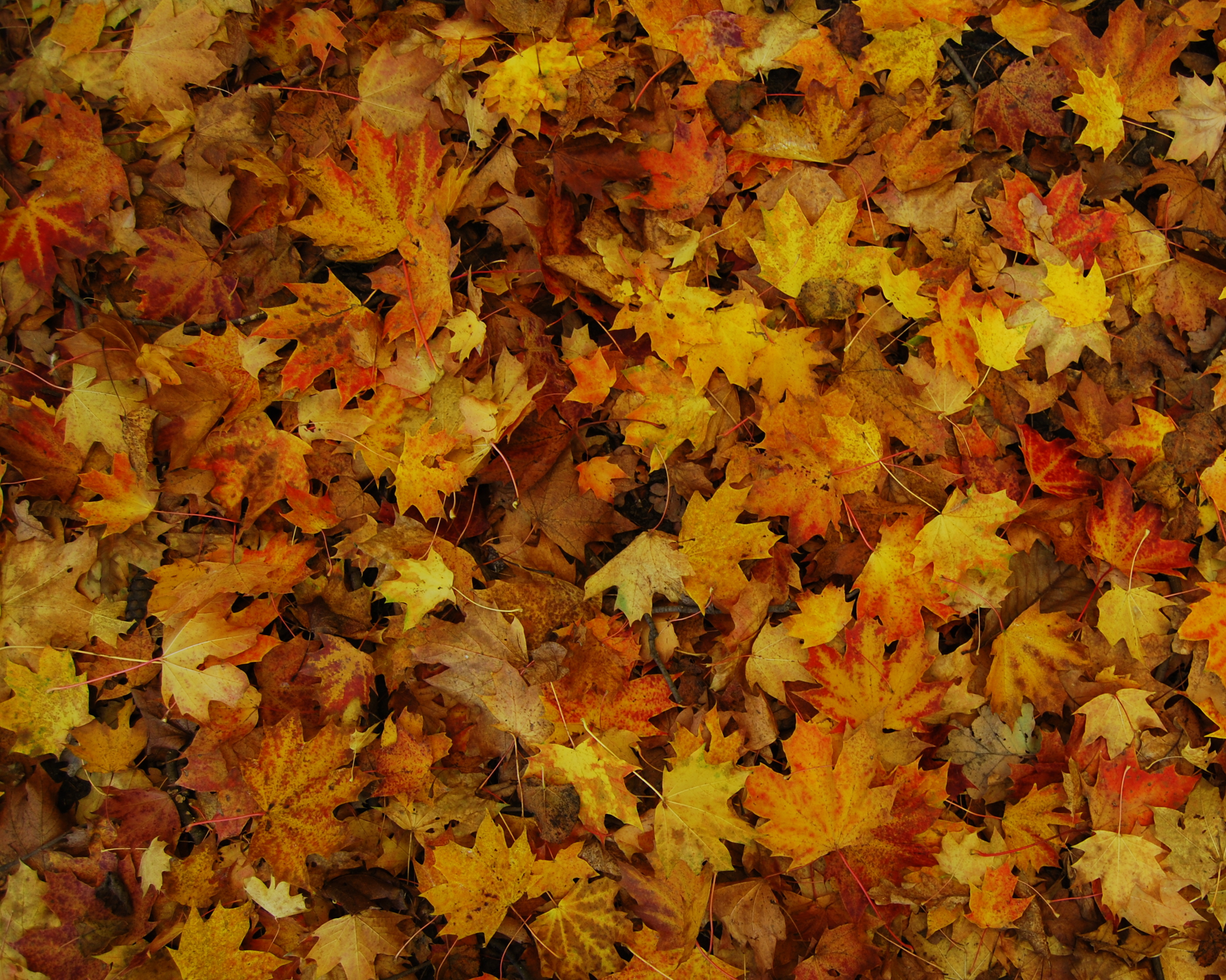 leaves town of hamilton ma